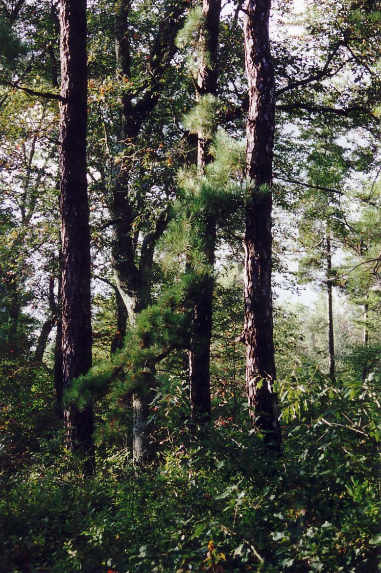 Pine Barrens